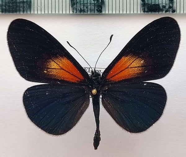 Actinote ozomene gabriellae mâle A1- Equateur