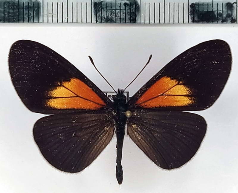 actinote_ozomene_gabrielae_m_eq_2-standard.jpg