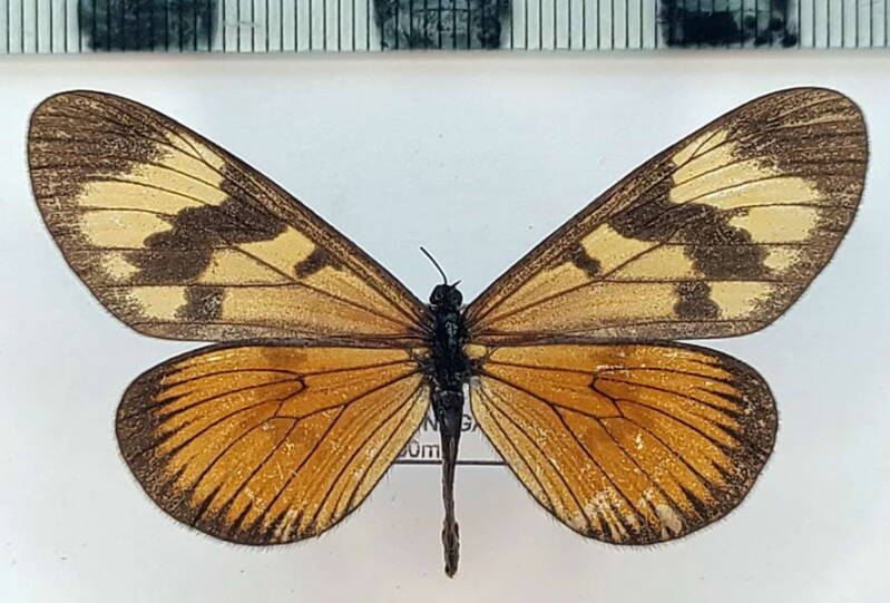 actinote_pellenea_f02_vnz-standard.jpg