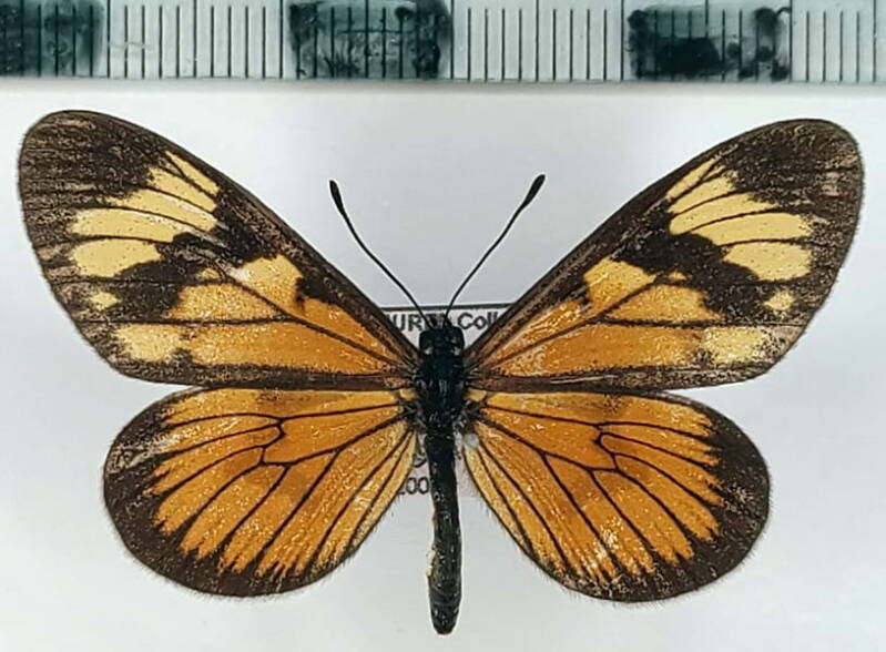 actinote_pellenea_m_vnz-standard.jpg