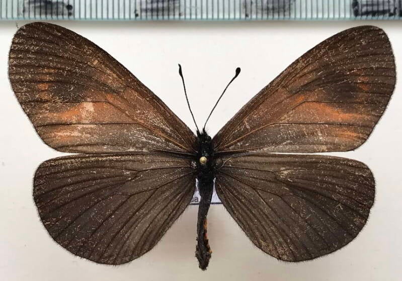 actinote_tenebrosa_f_eq-standard.jpg