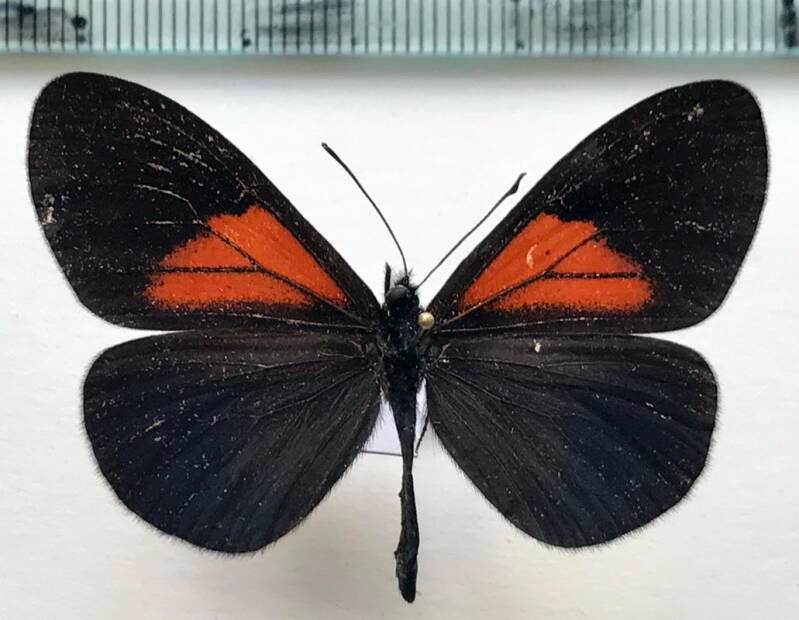 actinote_tenebrosa_m03_eq-standard.jpg
