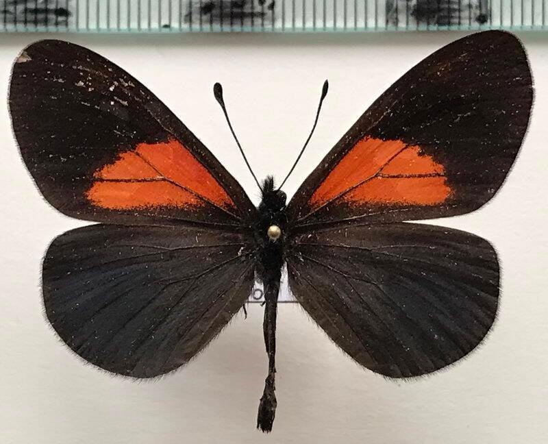 actinote_tenebrosa_m_eq-standard.jpg