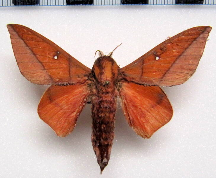 adeloneivaia_boisduvalii_eq_m-standard.jpg