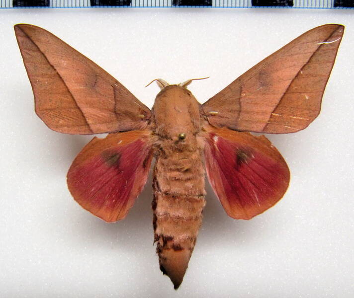 adeloneivaia_catoxantha_bol_m-standard.jpg