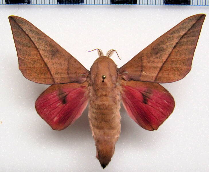 adeloneivaia_catoxantha_eq_m-standard.jpg