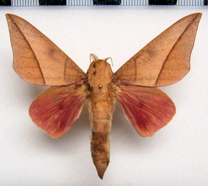 adeloneivaia_catoxantha_gf_m-standard.jpg