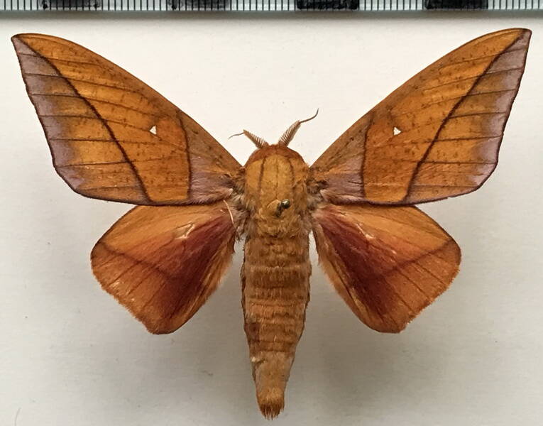 adeloneivaia_cayennsis_m_gf-standard.jpg