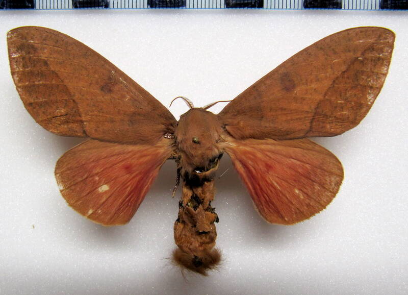 adeloneivaia_pallida_gf_f-standard.jpg
