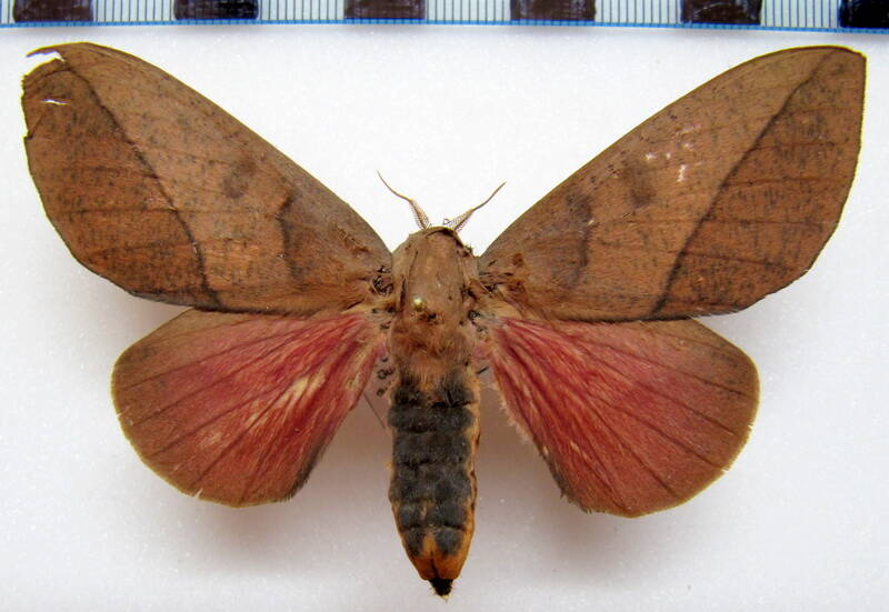 adeloneivaia_pallida_gf_f02-standard.jpg