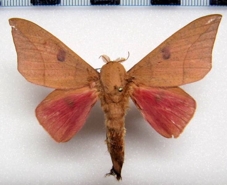 adeloneivaia_pallida_gf_m-standard-g31aus.jpg
