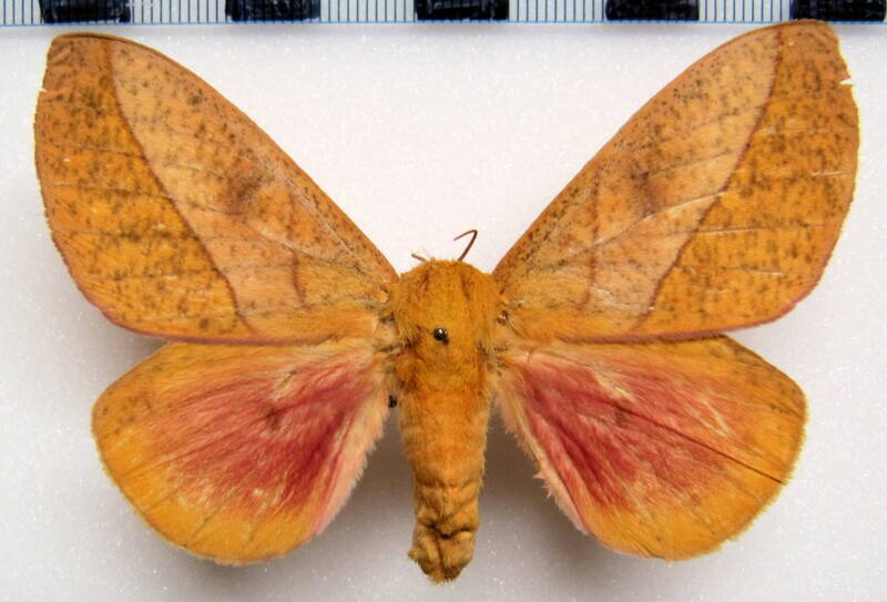 adeloneivaia_sp_mex_f-standard.jpg