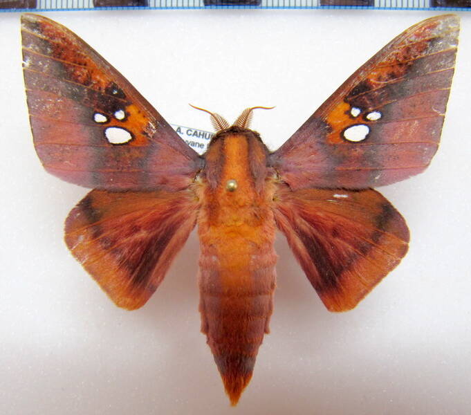 adelowalkeria_plateada_gf_m02-standard.jpg
