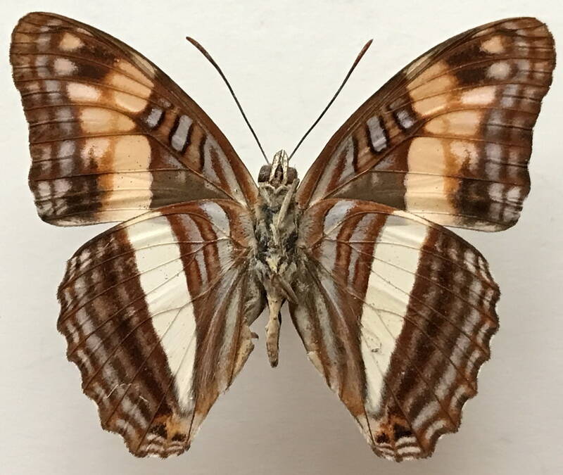 adelpha_aethalia_m_eq_v-standard.jpg