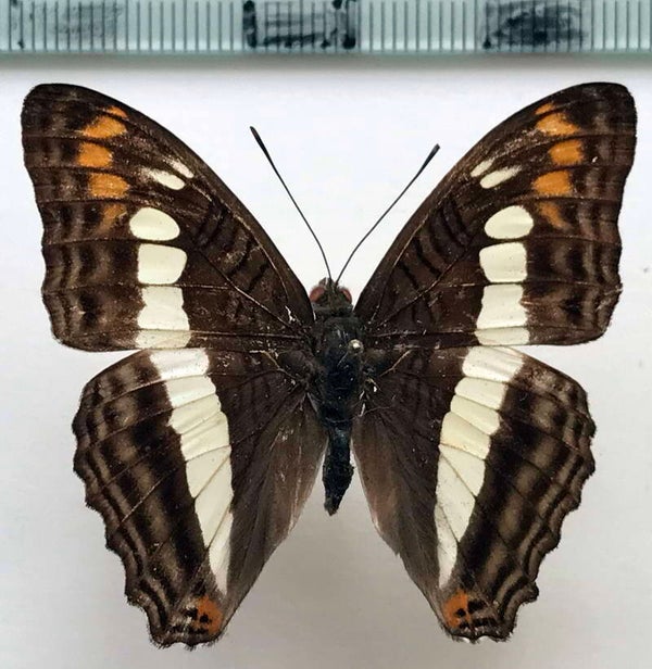 Adelpha alala negra mâle A1-  Equateur