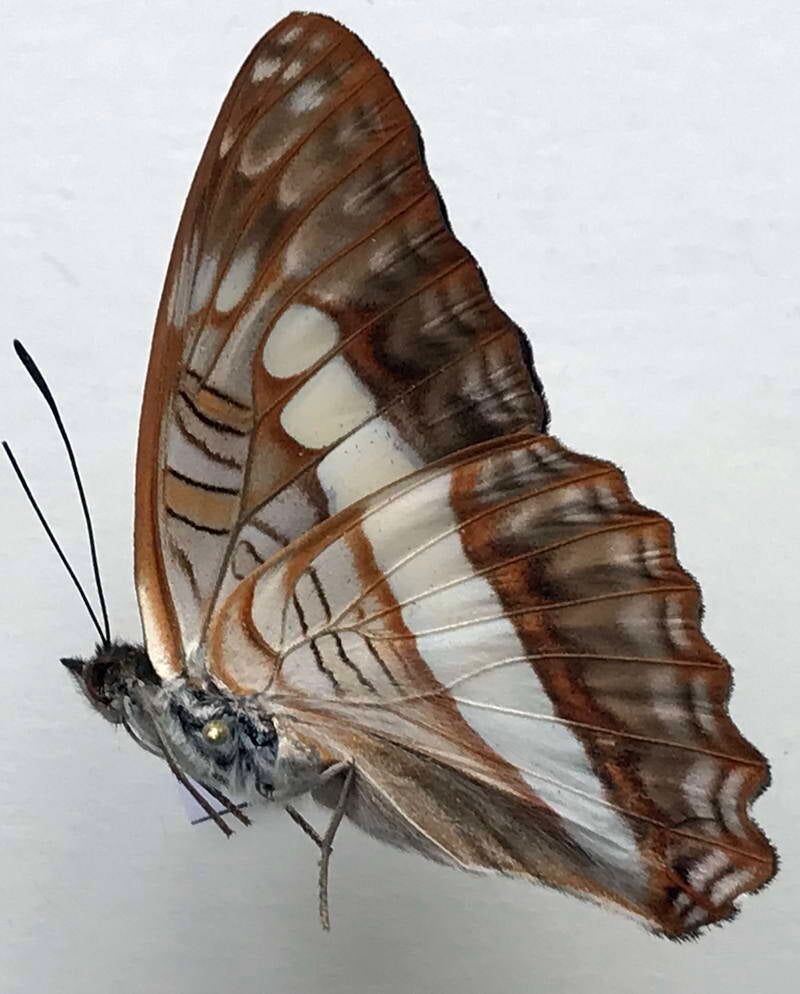 adelpha_alala_negra_m_eq_v-standard-yo99kj.jpg