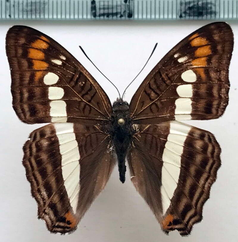 Adelpha alala negra mâle A1-  Pérou