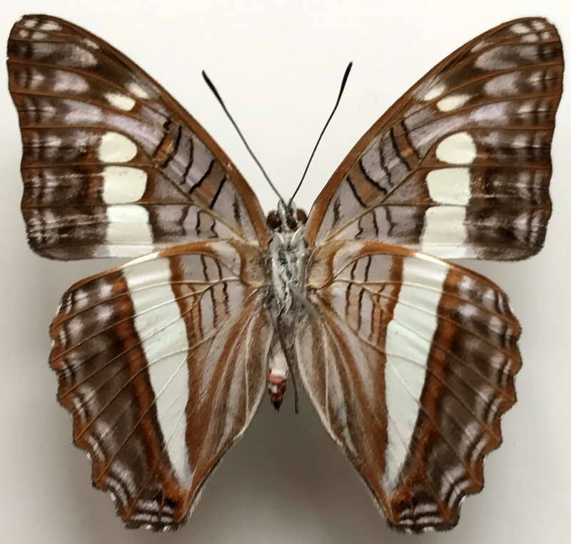 adelpha_alala_negra_m_v_eq-standard-wc0uhz.jpg