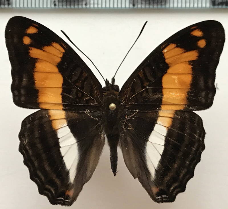 adelpha_attica_m_eq-standard.jpg