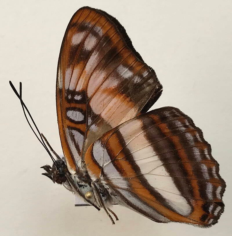 adelpha_attica_m_eq_v_2-standard.jpg
