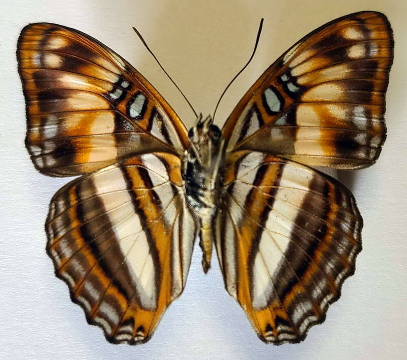 adelpha_attica_m_per_v-standard.jpg