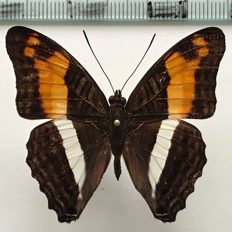 adelpha_boeotia_m_eq-standard.jpg