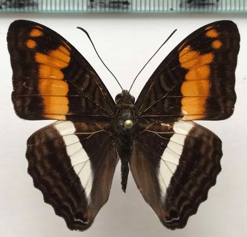 adelpha_bollina_m_eq-standard.jpg