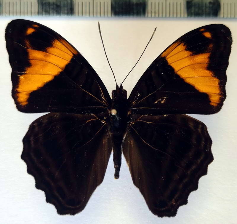 adelpha_boreas_m_per-standard.jpg