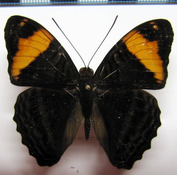Adelpha boreas  mâle A1-  Equateur