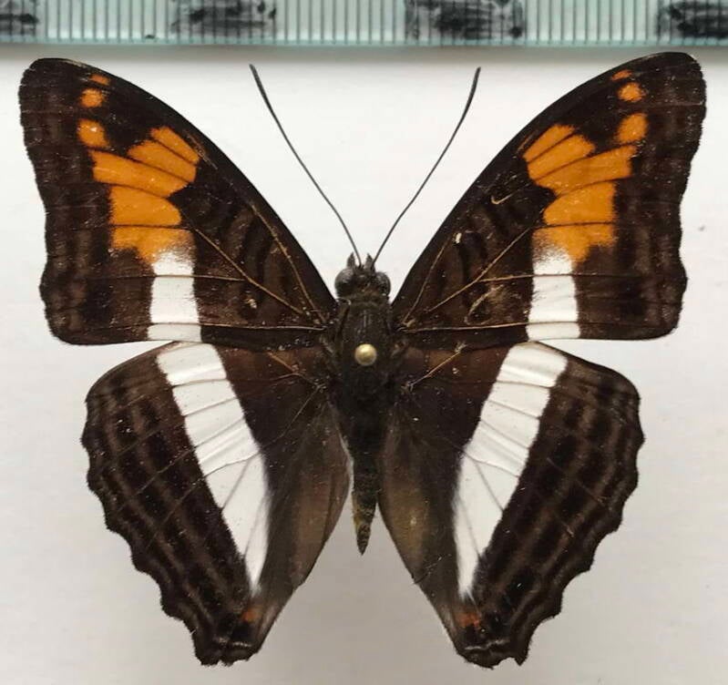 adelpha_capucinus_m_eq-standard.jpg