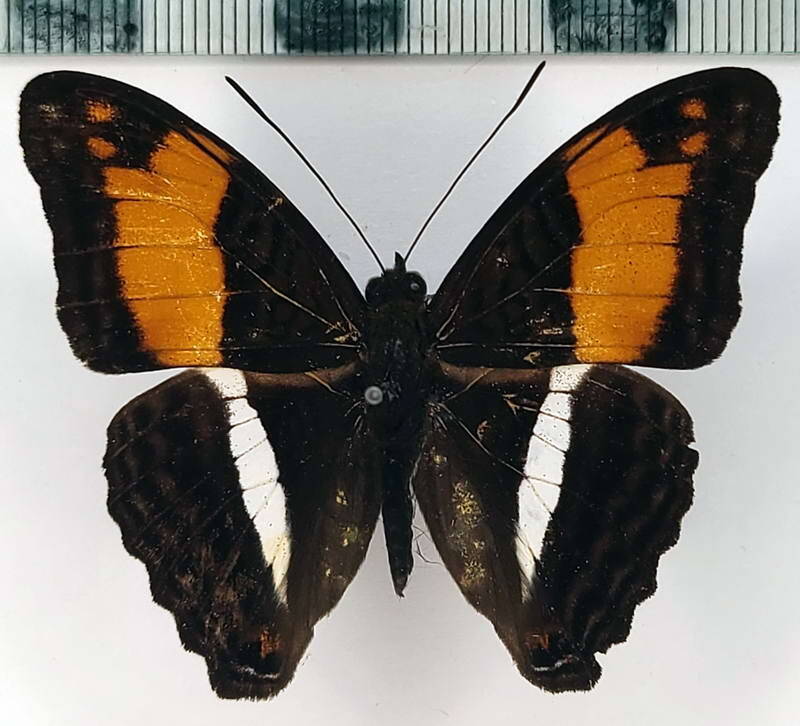 adelpha_cocala_lorzae_m_eq-standard.jpg