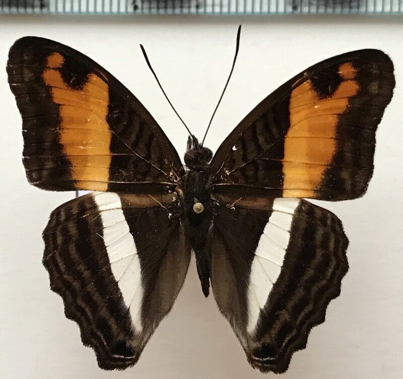 Adelpha cocala mâle A1-  Equateur