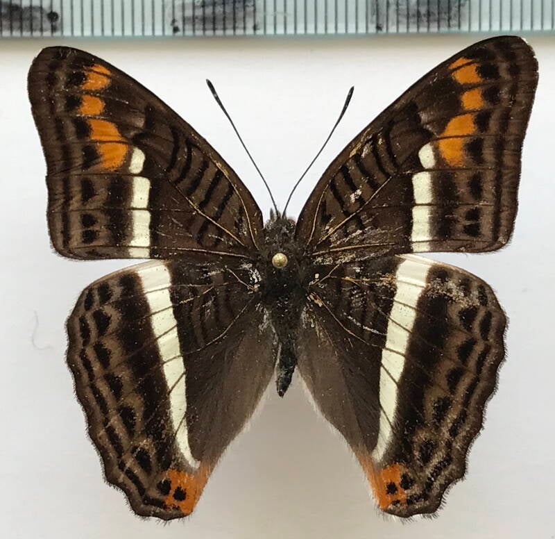 adelpha_corcyra_aretina_m_eq-standard.jpg