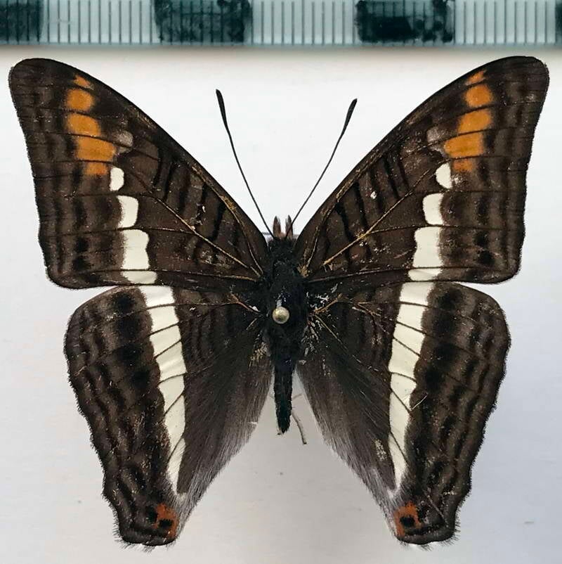 adelpha_corcyra_aretina_m_perou-standard.jpg