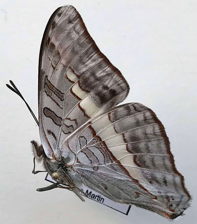 adelpha_corcyra_aretina_m_perou_v-standard.jpg
