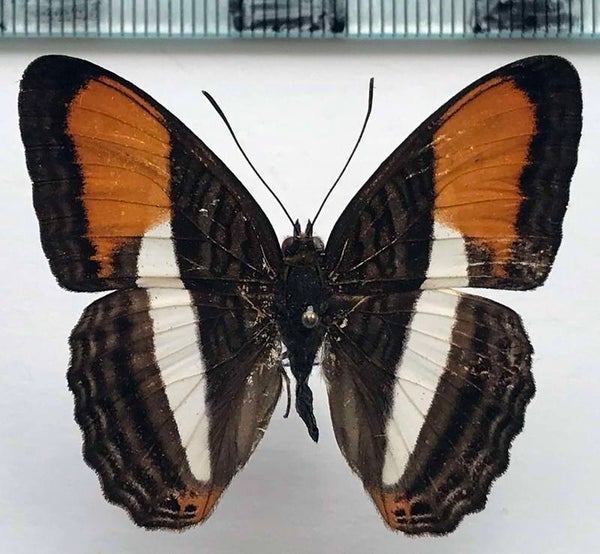 Adelpha cythera mâle A1-  Equateur