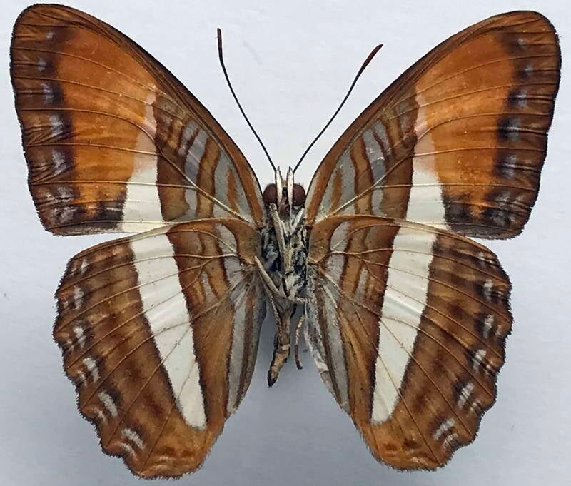 adelpha_cythera_m_eq_v-standard.jpg