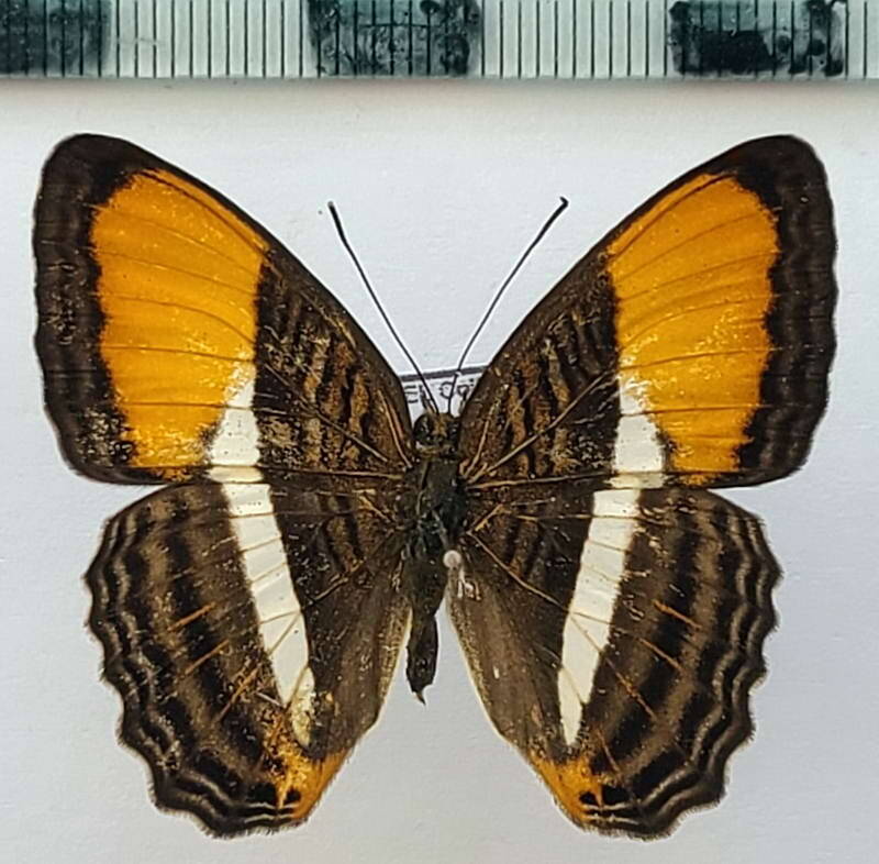 adelpha_cytherea_m_vnz-standard.jpg
