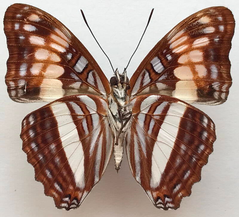 adelpha_delinita_m_eq_v-standard.jpg