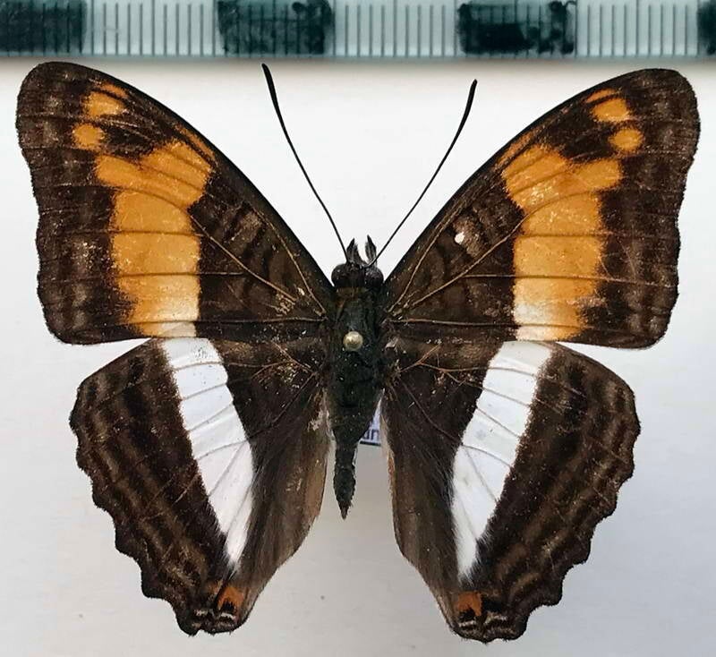 adelpha_erotia_erotia_f-erotia_m02_perou-standard.jpg