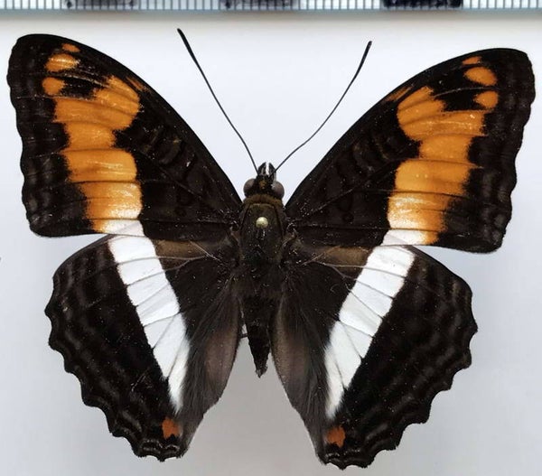 Adelpha erotia forme erotia mâle A1-  Pérou