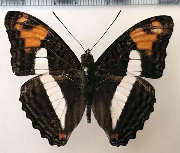 Adelpha erotia forme lerna mâle A1-  Pérou