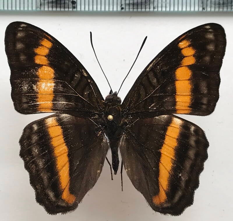 adelpha_ethelda_m_eq-standard.jpg
