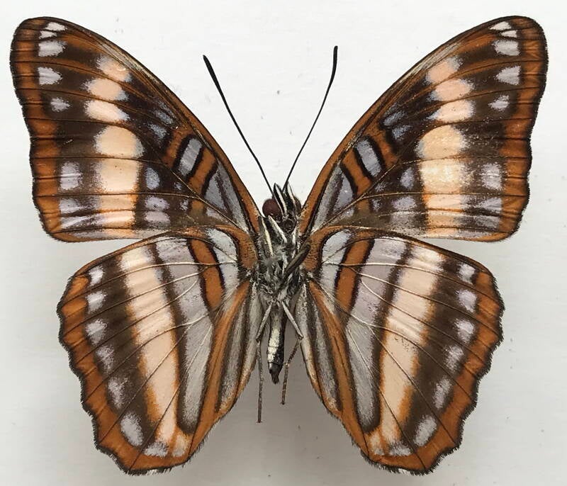 adelpha_ethelda_m_eq_v-standard.jpg