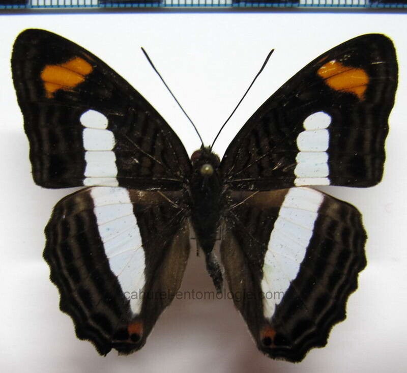 Adelpha iphiclus mâle A1-  Equateur