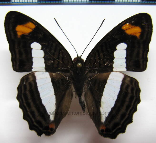 adelpha_iphiclus_m_eq-standard-x1degm.jpg