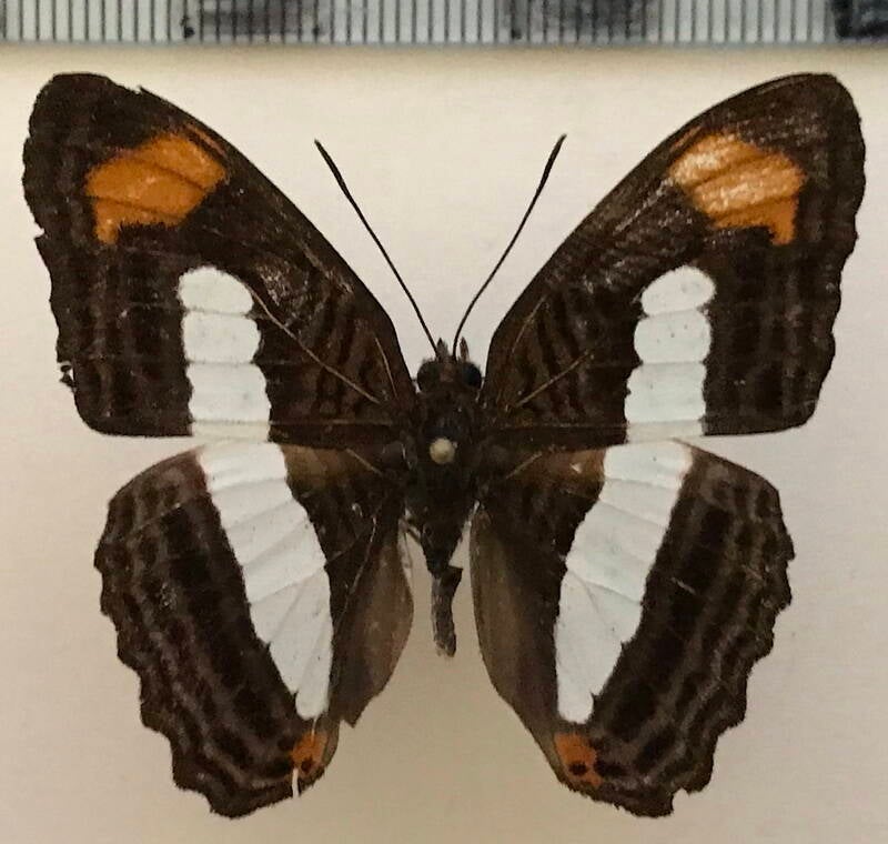 adelpha_iphiclus_m_per-standard-mzcwnh.jpg