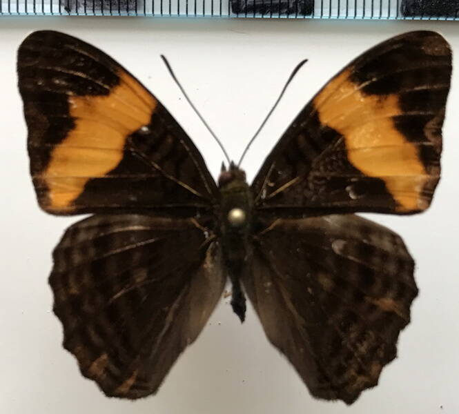 adelpha_irma_m_eq-standard.jpg