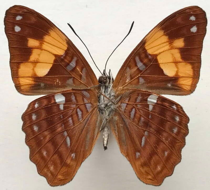 adelpha_irmina_tumida_m_eq_v-standard.jpg