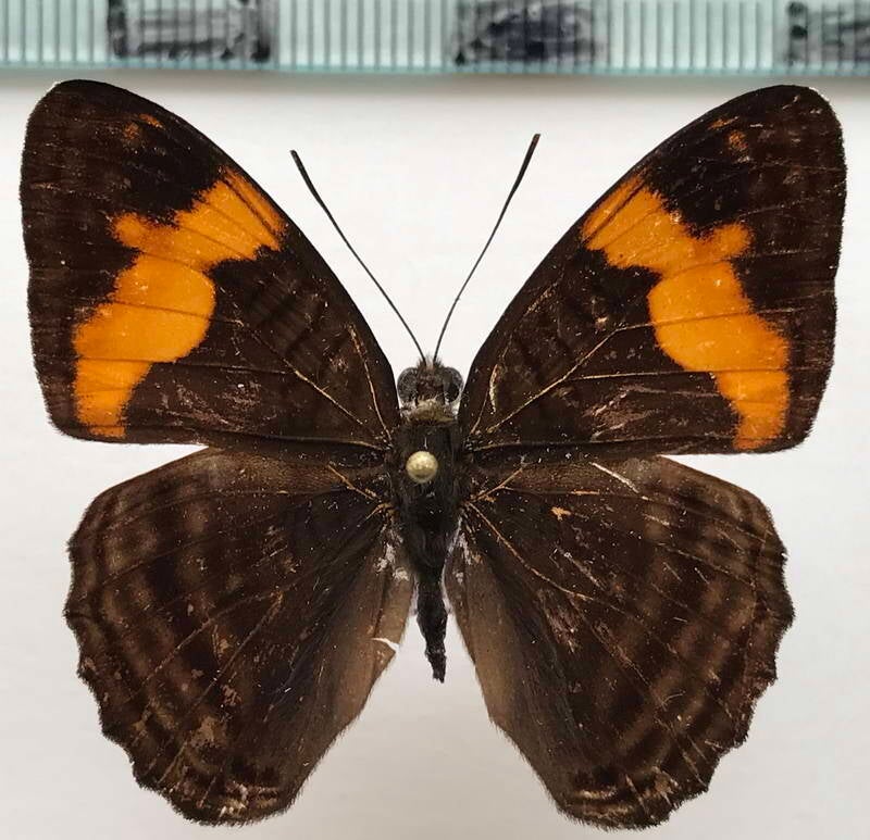 adelpha_irmina_tumida_m_per-standard.jpg